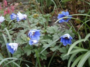 Anemone blanda