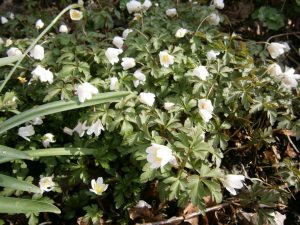 Anemone nemorosa