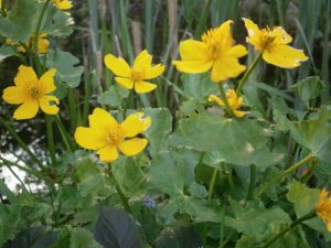 Caltha palustris