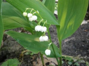 Convallaria majalis