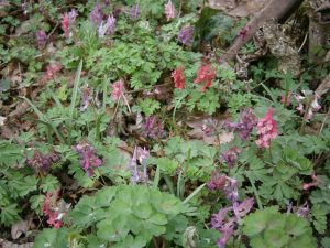 Corydalis cava