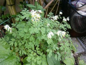 Corydalis ochroleuca