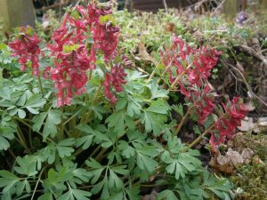 Corydalis solida