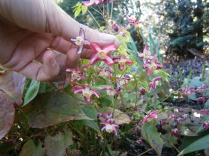 Epimedium x rubrum