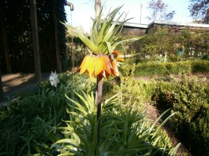 Fritillaria imperialis