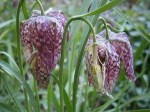 Fritillaria meleagris