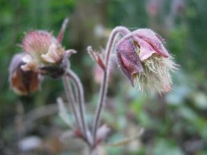 Geum rivale