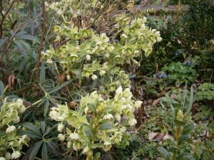 Helleborus foetidus