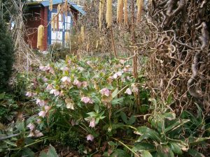 Helleborus orientalis