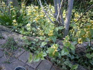 Lamium galeobdolon