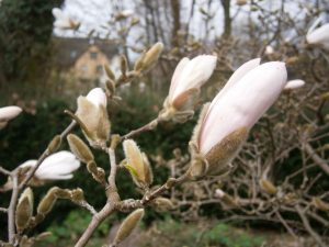 Magnolienstrauch