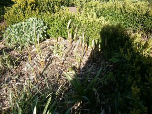 Polygonatum odoratum