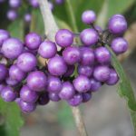 Callicarpa bodinieri