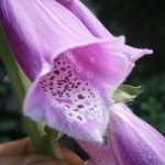 Digitalis purpurea