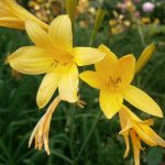 Hemerocallis lilioasphodelus