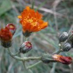 Hieracium aurantiacum