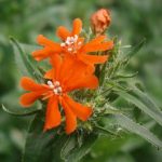 Lychnis chalcedonica