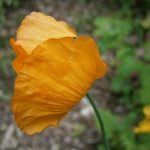 Papaver nudicaule