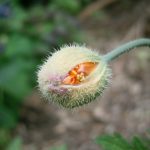 Papaver nudicaule1