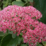Sedum telephium