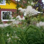 Thalictrum aquilegifolium