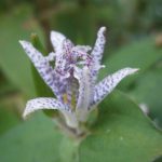 Tricyrtis hirta