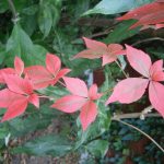 Vitis vinifera subsp. sylvestris