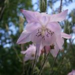 aquilegia