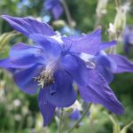 aquilegia2