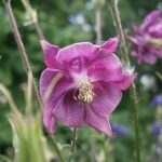 aquilegia3