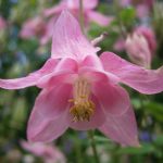 aquilegia4