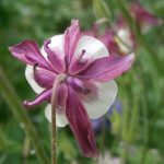 aquilegia5