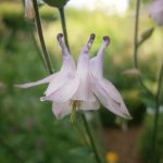 aquilegia6