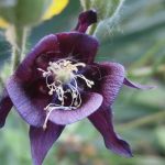 aquilegia7